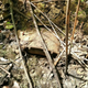 Image for article titled The Mysterious Pile Of 1950s Transmissions Buried At The Site Of An Old GM Plant